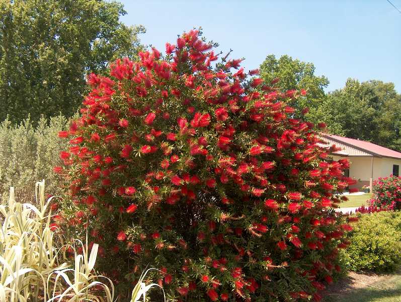 callistemon rigidus